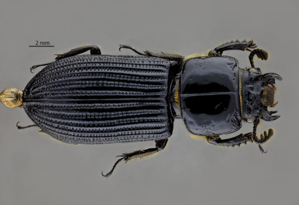 First supplement illustrated of the #beetle type specimens (#Coleoptera) deposited in the National Insect Collection of #Mexico
#taxonomy
doi.org/10.11646/zoota…