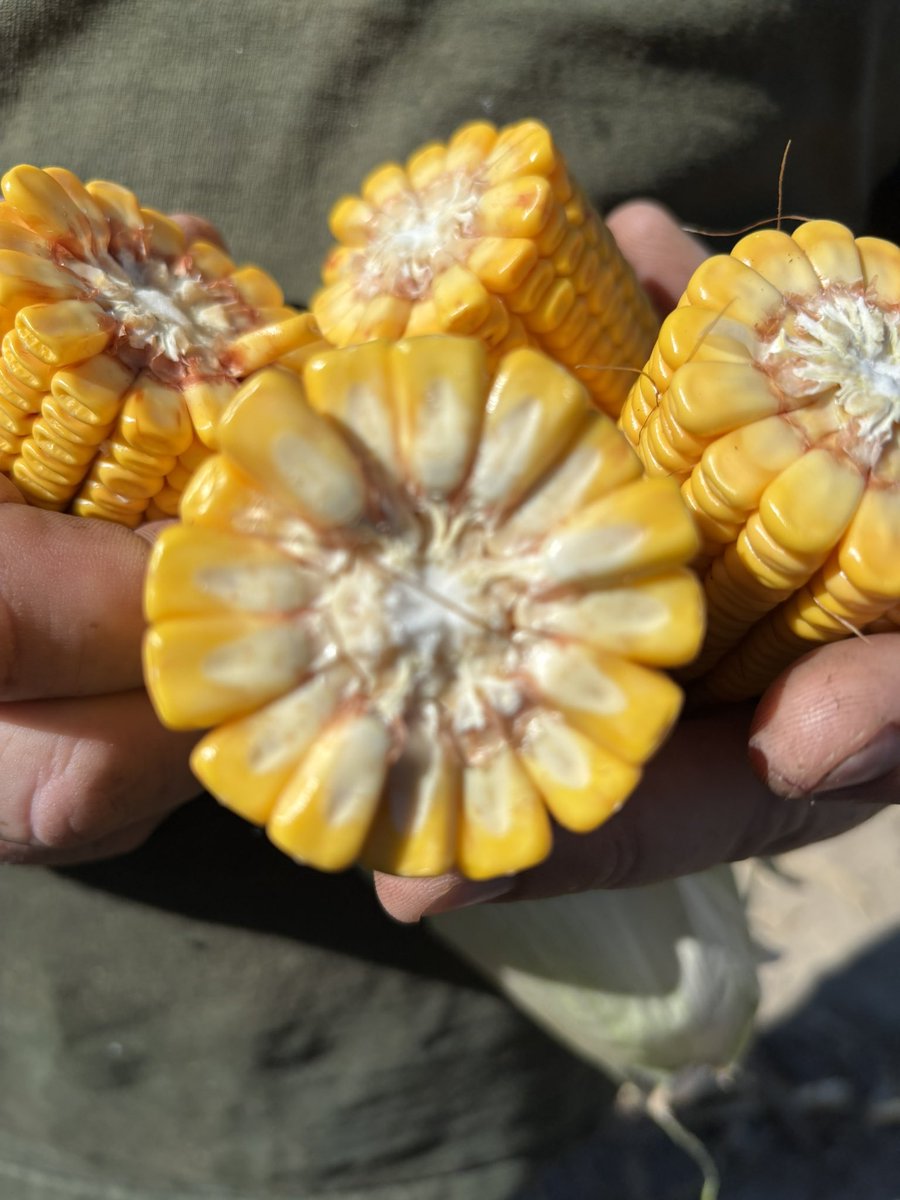 Really excited about these 2 new full season <a href="/EnogenCanada/">Enogen™</a> hybrids!  E108K4-DV and E102K7-D are the real deal!  Great health package and trait offering and are both preforming really well in plots!! #HighEnergyFeed