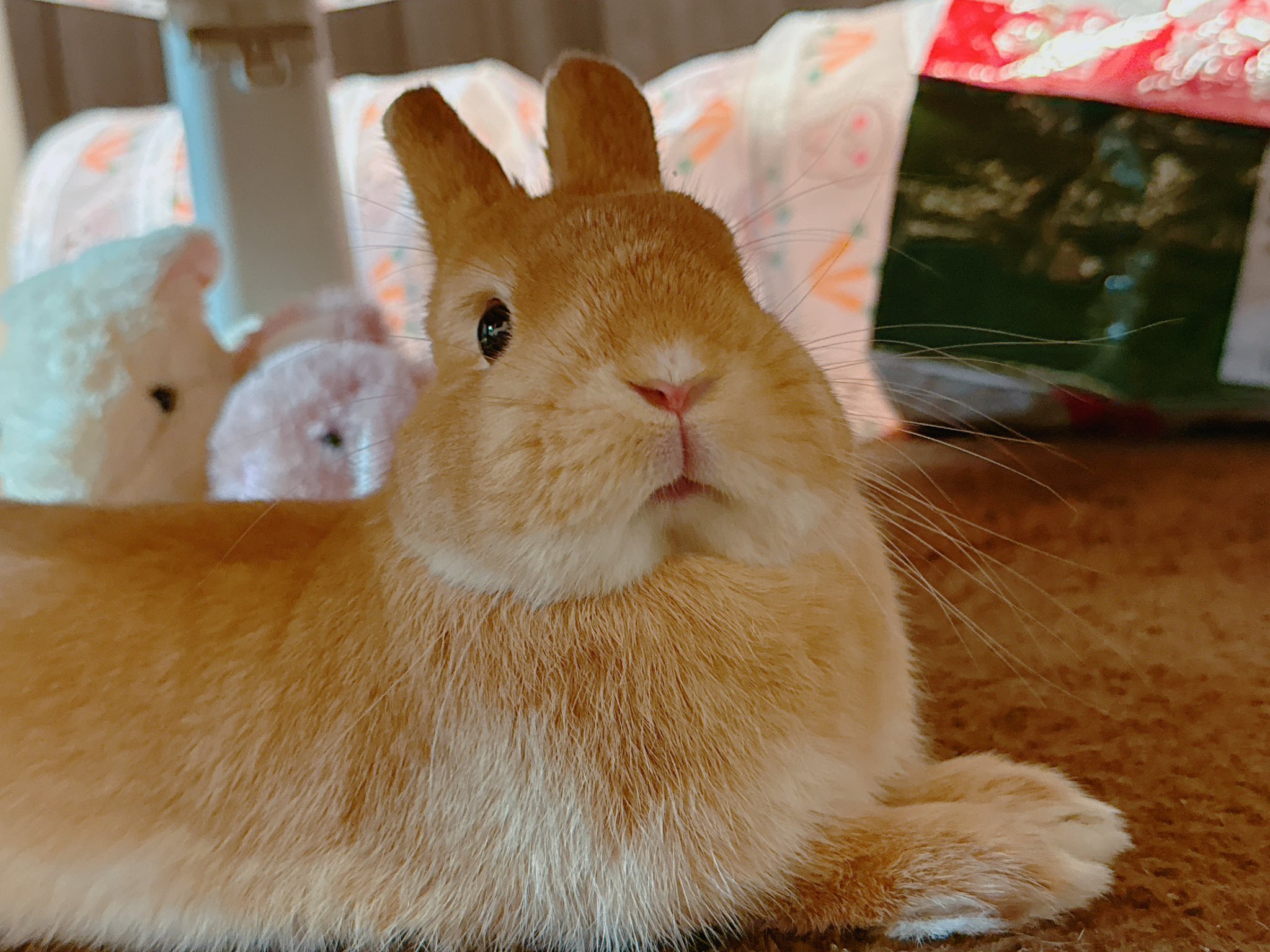 うさぎ 🐰R7.10.1 ほのぼのした時間☺️ #ネザーランドドワーフ #うさぎ