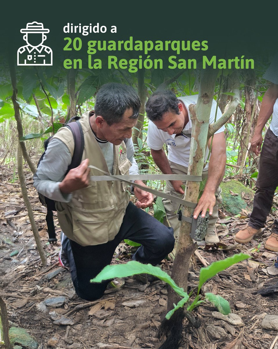 ProgramaBosques's tweet image. 📷🌳 Guardaparques de San Martín refuerzan sus capacidades con el taller de instalación y uso de cámaras trampa en el Área de Conservación Regional Cordillera Escalera (ACR-CE).
👉🏻Lee la nota completa aquí: gob.pe/institucion/bo…