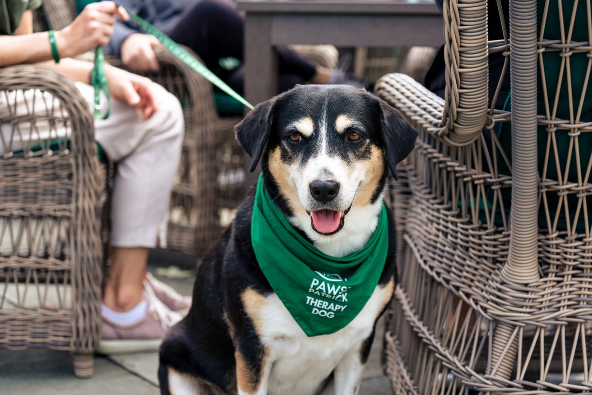 Paws for Patrick tweet media