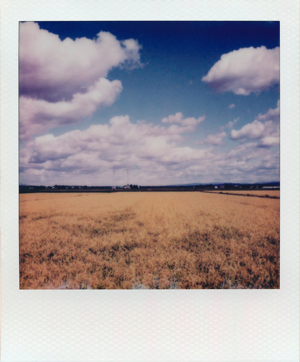 nakaiakio's tweet image. 秋のポラロイド。
夏は気温が高くて紅くなってたけど、これからは大丈夫🌾
#Polaroid #sx70 color film