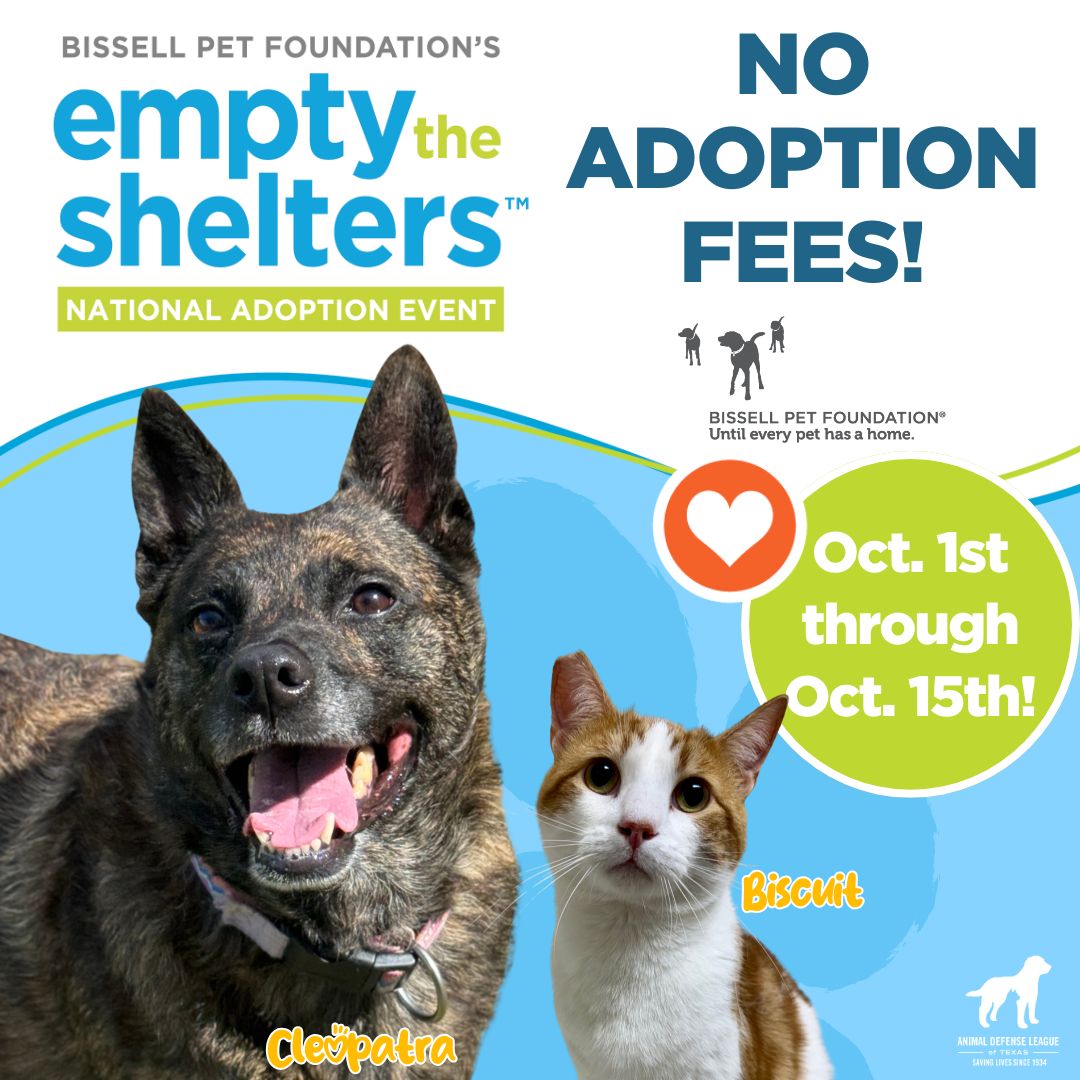 We have so many sweet faces looking for homes right now, and we don’t want cost to stand in the way of love. From October 1–15, all adoption fees are waived during the Bissell Pet Foundation’s Empty the Shelters event. ✨
Come fall in love! ❤️