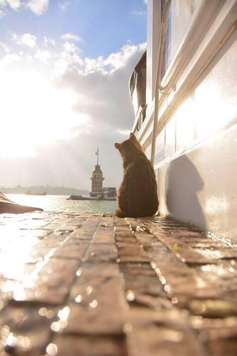 Beautiful morning to us all ☀️☕🐈

Hopefully we can live this day with all goodness, sincerity, peace of mind, and purity of love.

                       ——  🤍🤍  ——