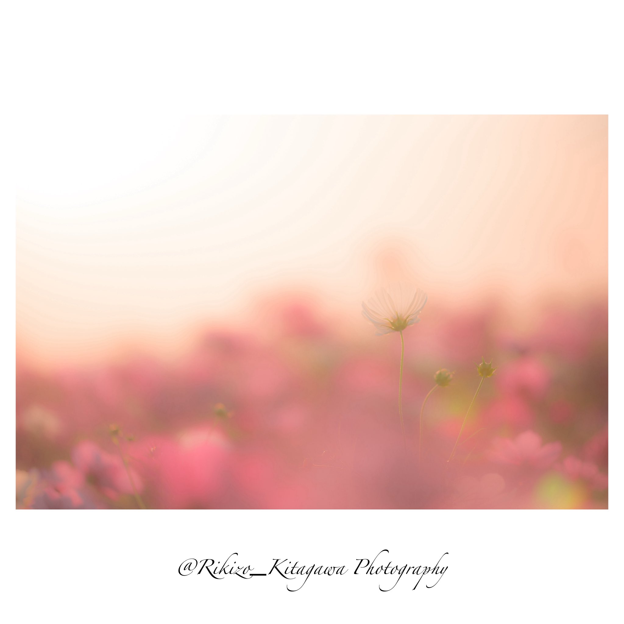 月が注ぐ花⊰❀様ご確認用 北川力三 (Rikizo Kitagawa) on X: