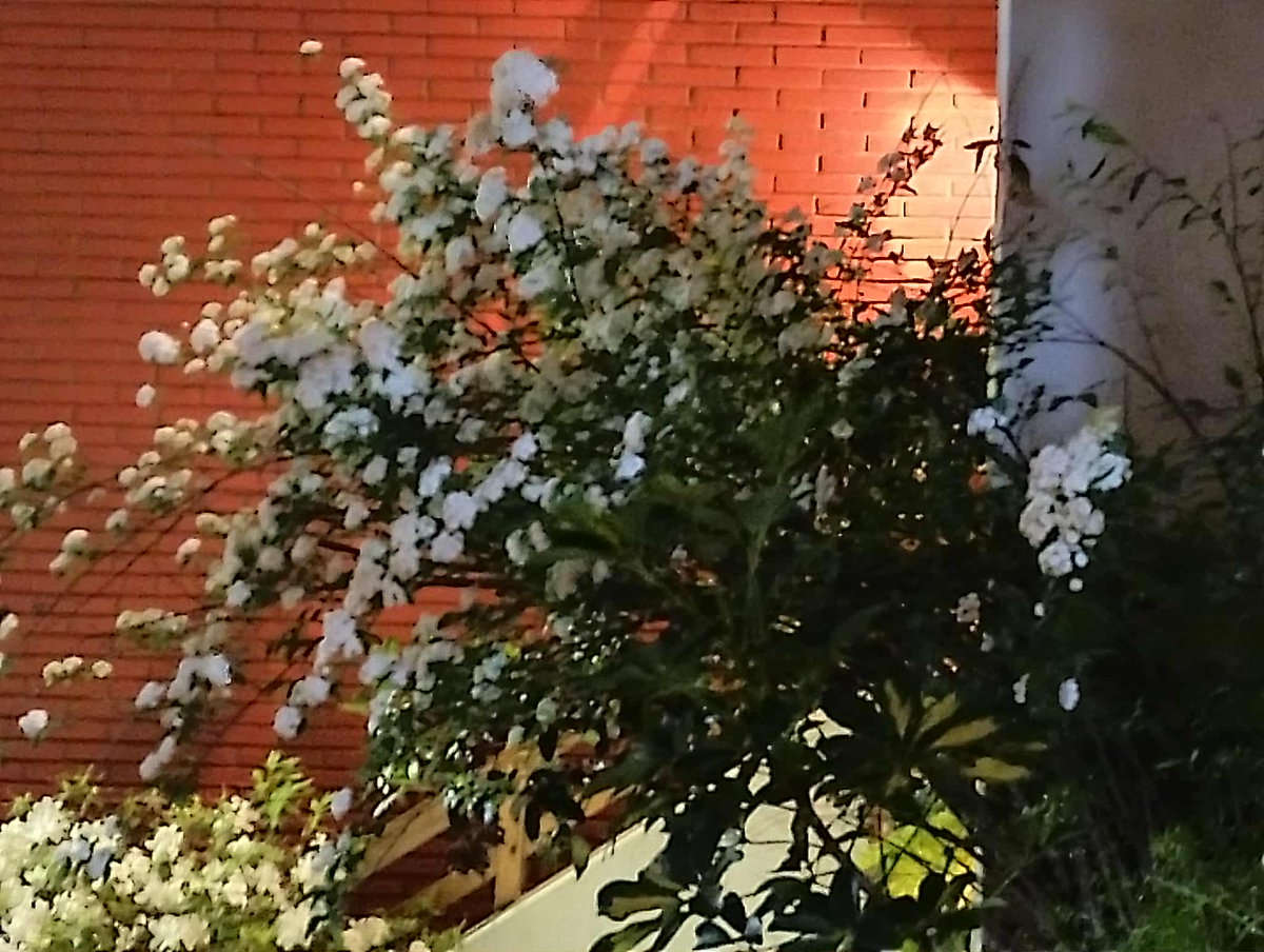 LorenaPavelek's tweet photo. #CERRANDOSEPTIEMBRE2025PRIMAVERA2025HEMISFERIOSUR #CLOSINGSEPTEMBER2025SPRINGTIME2025SOUTHHEMISPHERE 🌹🌻🌺🌷🌼🌸💐🌳🐦🦋❤️🙏 https://t.co/ZwrkxiHXSL