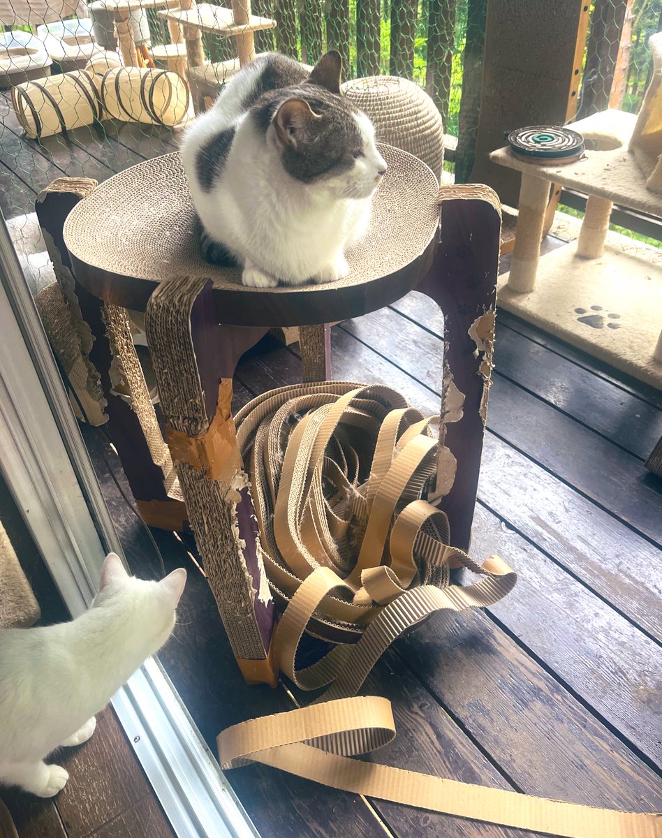 龍脈の精髄 クラスター 導きを結ぶ調和の結晶 売上一部保護猫活動に使用 龍脈の精髄 ― 針状クラスター「透明なる守護」保護猫活動支援 相次ぐ