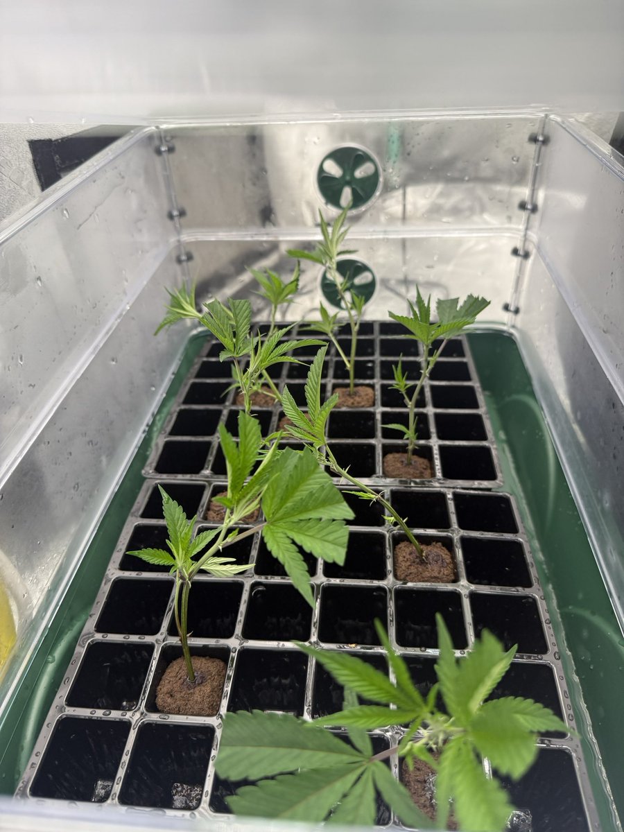 There’s no “I’ll do it tomorrow” when growing great cannabis. The plant never waits for you to “feel like it doing it” 

Get on it, and Git er’ done!