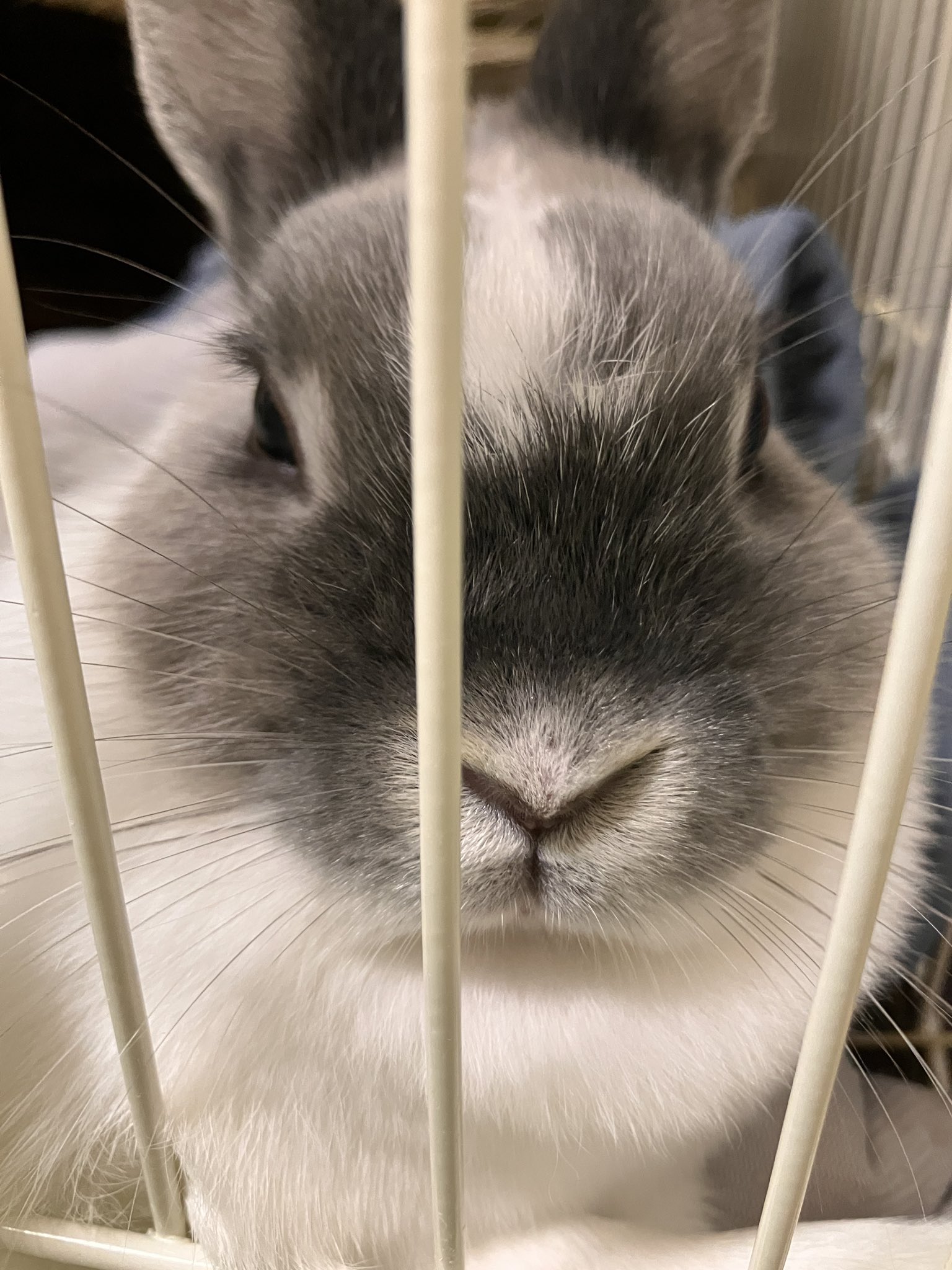 うたっち♡♡様ご確認用　まんまるうさき 000000037261_2_6EY3vck.jpg