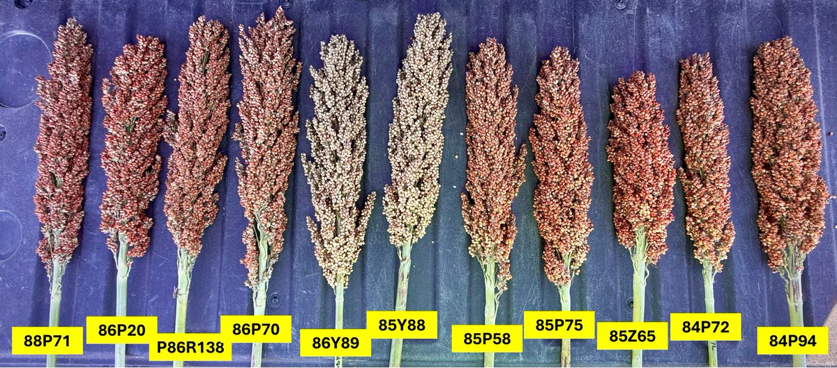 wardynmi's tweet image. Grain sorghum hybrids for Nebraska 2026.  Pioneer leadership in sorghum!  @PioneerSeeds #plantpioneer