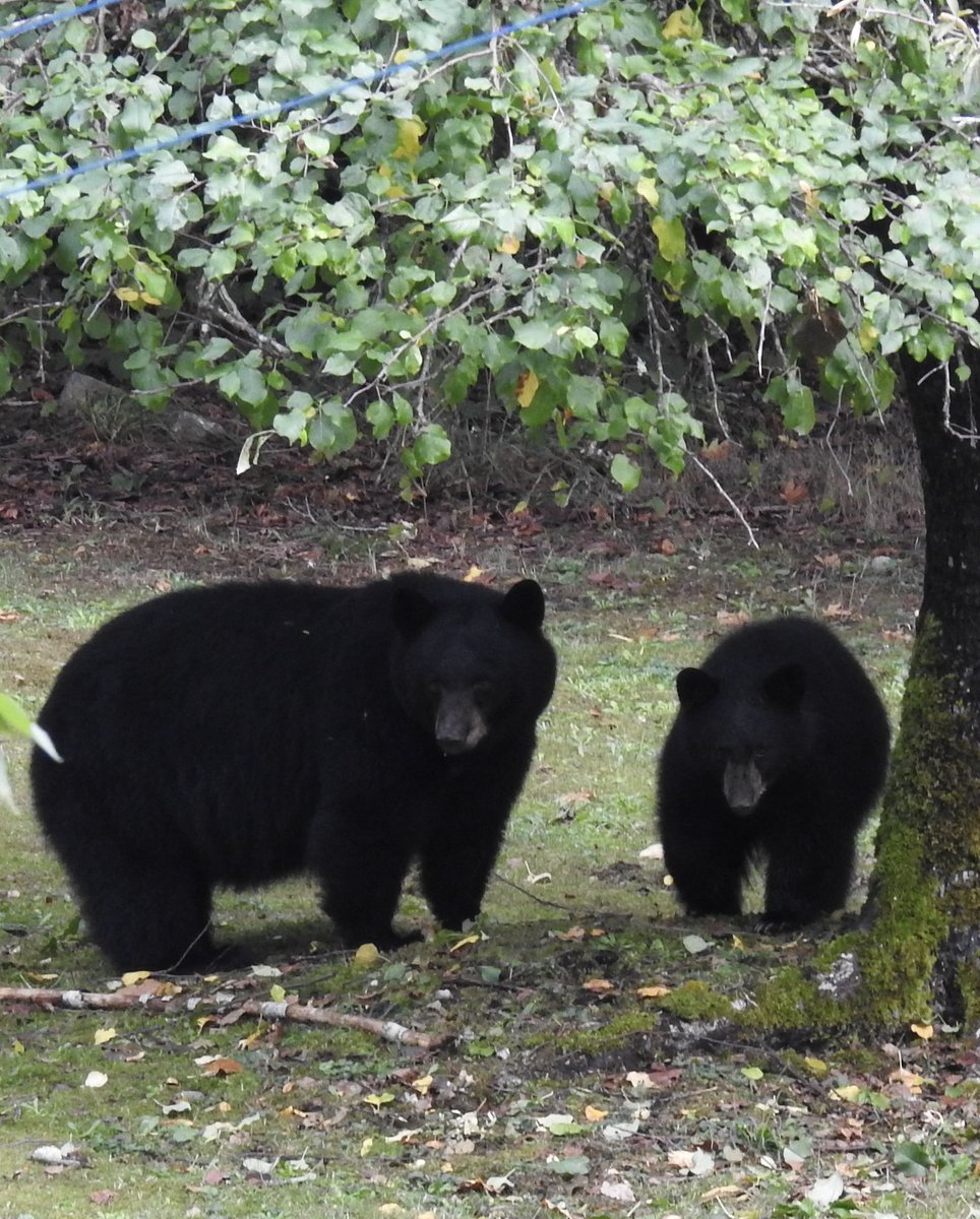 eviojanen's tweet photo. Mama bear and cub filling up for the winter. The other cub was in the apple tree dripping downs apples for them 🍎🐻🐻🐻 https://t.co/HcHW1EUiCk
