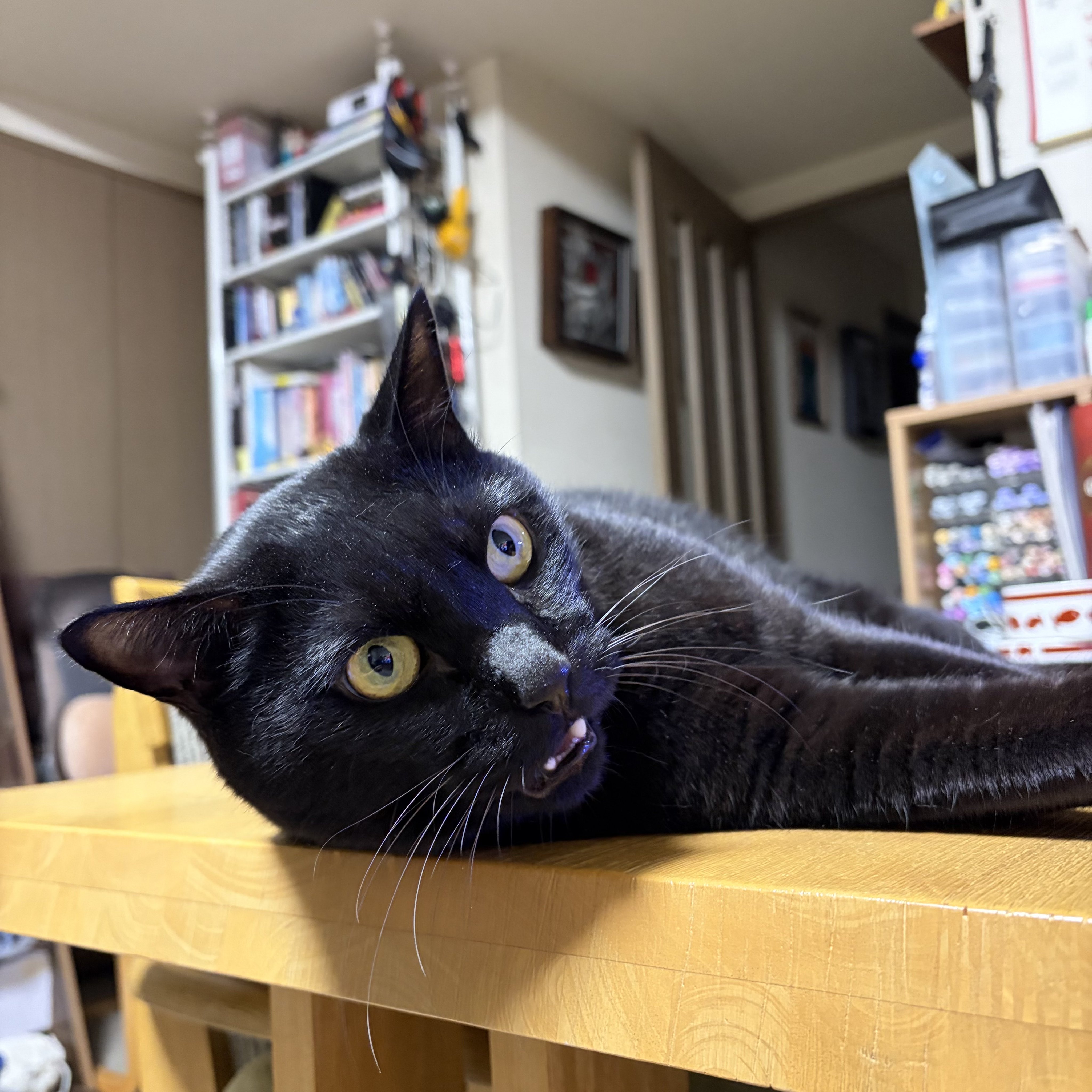 ♡黒猫( ΦωΦ )♡とまとめ 梅子の部屋 on X: 