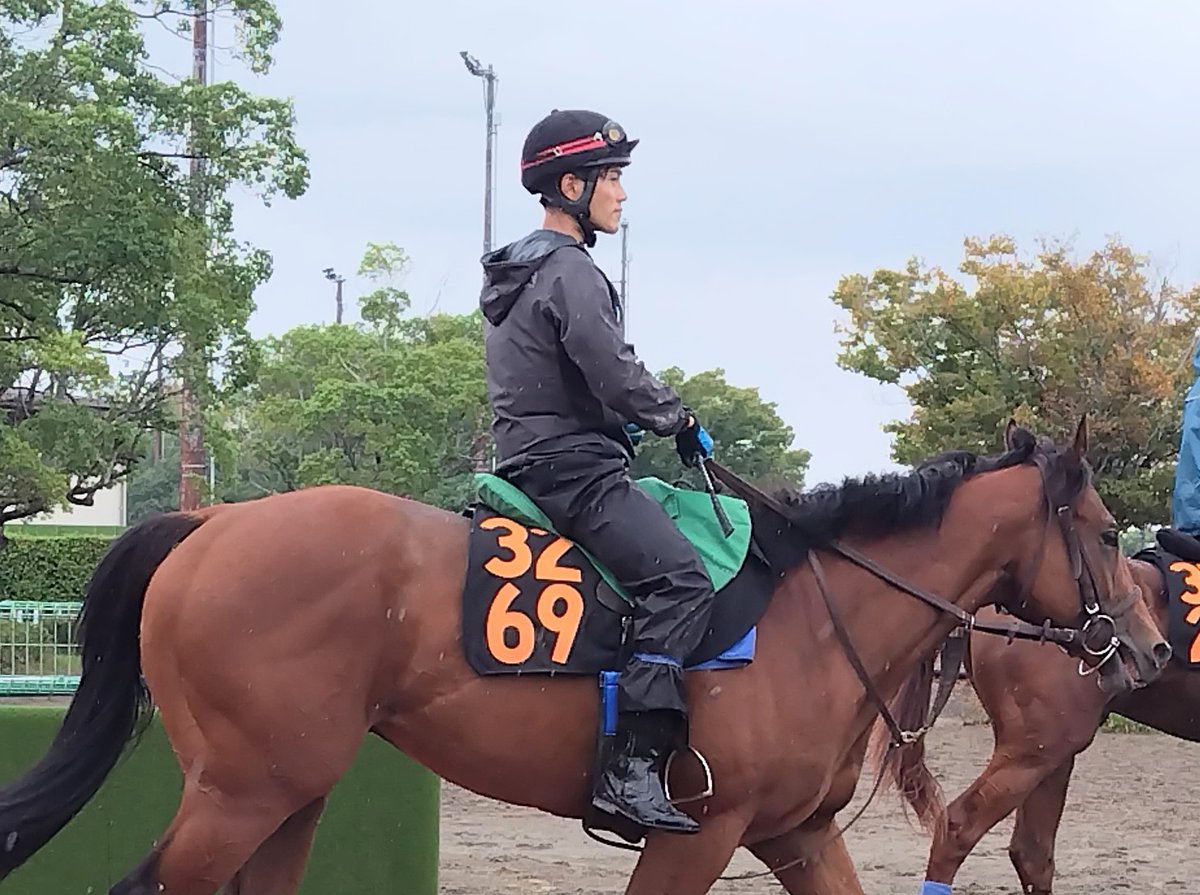 akachamp5972's tweet image. 今週デビュー予定🐴
３代母エアグルーヴ、祖母ポルトフィーノの尾関厩舎3269サントマーレ🏖️

#サントマーレ
#尾関厩舎
#シルクレーシング
#ロードカナロア産駒
#エアグルーヴ一族
#ポルトフィーノ