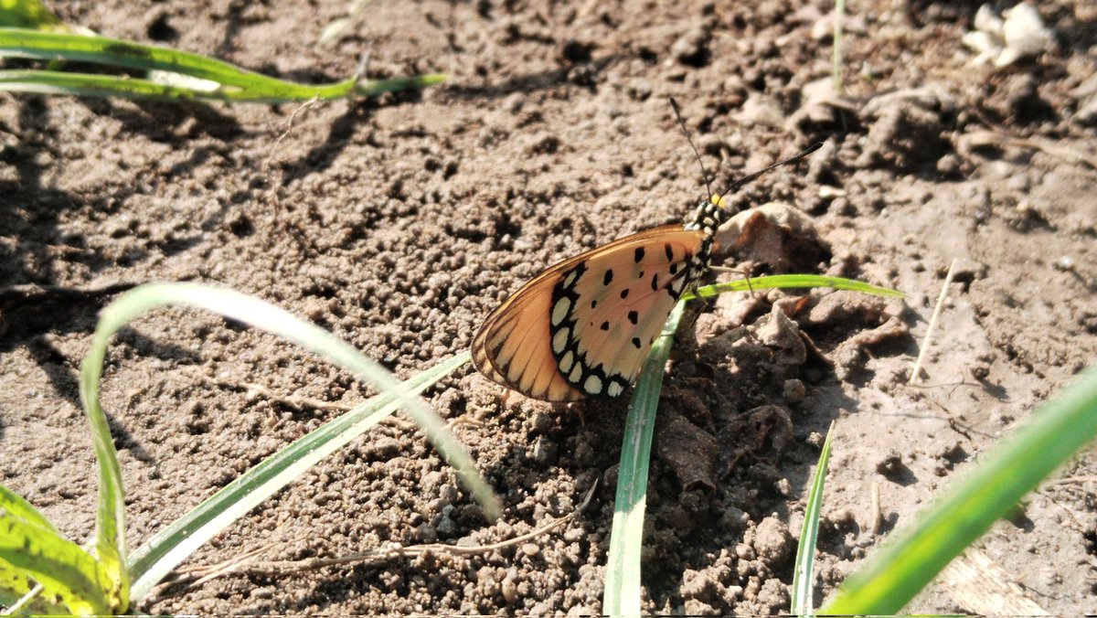 mformatchalatte's tweet image. Suara alam, suara musik, dan suara helaan frustasi pencarian data skripsi di lahan jagung itu😵‍💫😮‍💨
#NatureIsMagic 
#cornfields