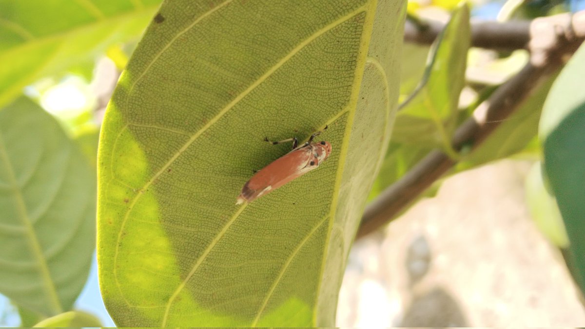 mformatchalatte's tweet image. Suara alam, suara musik, dan suara helaan frustasi pencarian data skripsi di lahan jagung itu😵‍💫😮‍💨
#NatureIsMagic 
#cornfields