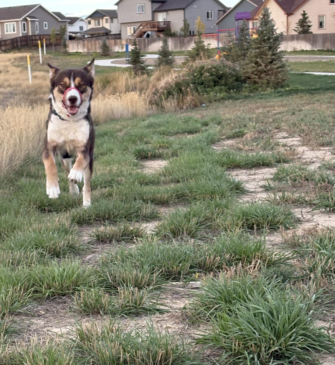 Burgandy19's tweet photo. Action shots of the dogs are my favorite tbh. 

#labradorretriever #shepsky #running #prancing #sunset #WY https://t.co/sM9NkuD95i