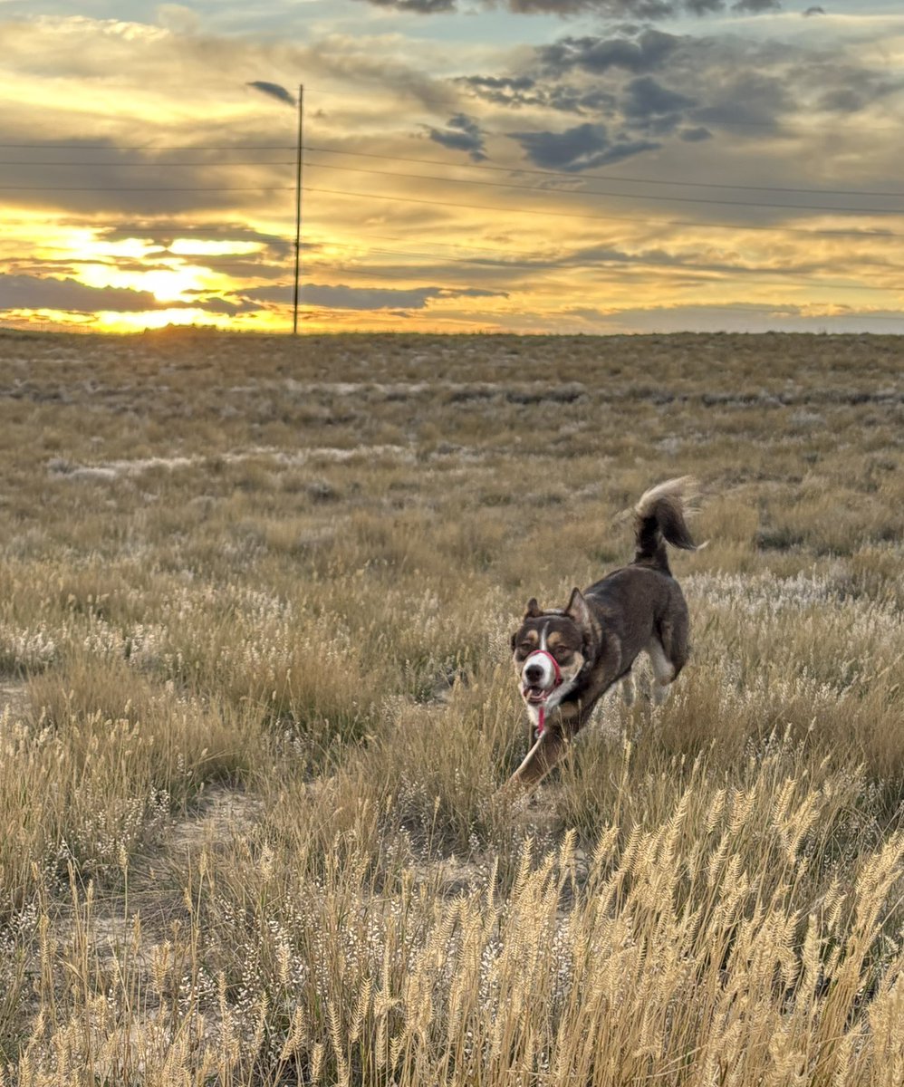 Burgandy19's tweet photo. Action shots of the dogs are my favorite tbh. 

#labradorretriever #shepsky #running #prancing #sunset #WY https://t.co/sM9NkuD95i