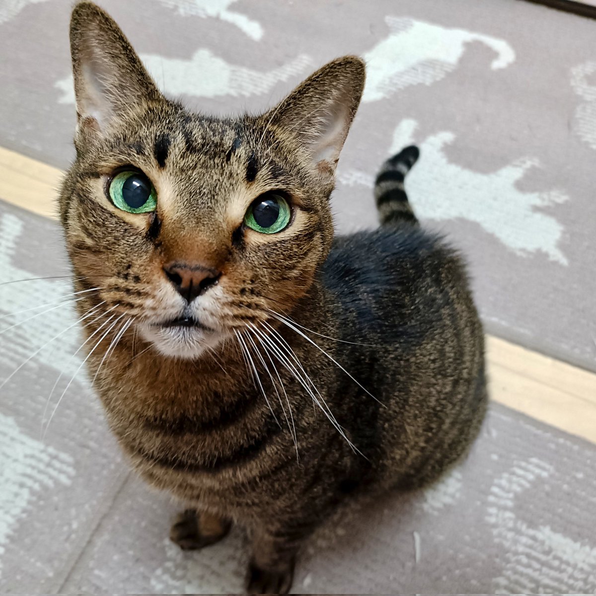 miso1ki10ran's tweet photo. おはようございます😽
今朝のキトラは、今朝も今朝とて「おやつ頂戴っ❣️」ってねだってる真っ直ぐな大きなグリーンアイが最高すぎる☺️💖💚❤可愛くて可愛くて可愛すぎるキトラです💕ヾ(｡>﹏<｡)ﾉﾞ✧*🌟
#保護猫 
#猫のいる暮らし 
#猫のいる幸せ 
#キジトラ https://t.co/CjGHDajcyz