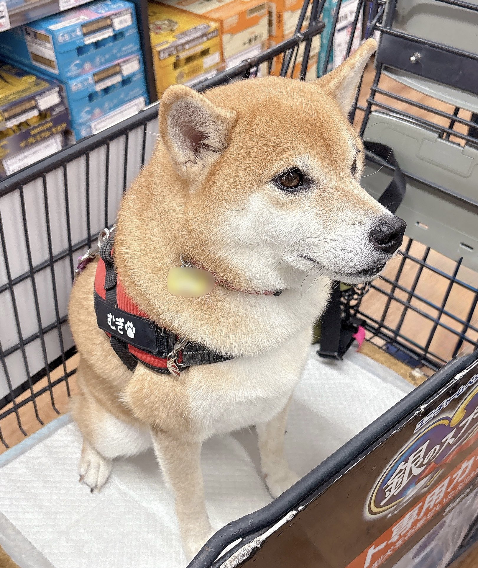柴犬むぎ 柴犬むぎ (@shiba_inu_mugi) / X