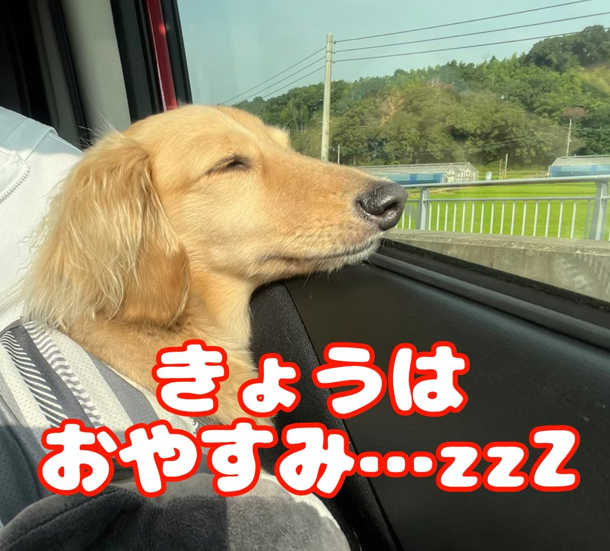 maruna74en's tweet photo. 【臨時休業のお知らせ】

《10/1(水)》は《⚠️臨時休業⚠️》です！

次回営業日は〔10/4(土)〕を予定しております。
本年度最後の営業になるかもしれませんのでお心残りのないようにご来店ください🙏✨
なお、袋梨のご予約は受付終了となっております。ご了承ください。 https://t.co/8CeAXwDi03