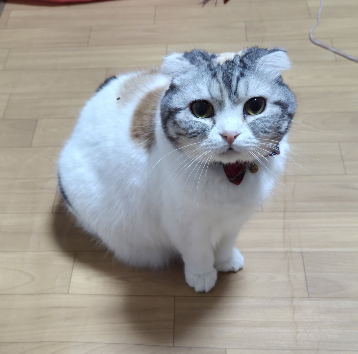 三毛猫 hqdefault.jpg