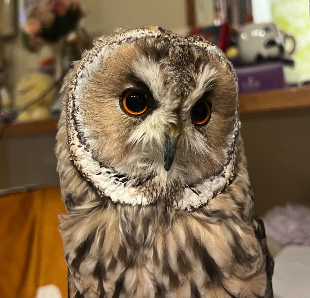 えぐい元気してます