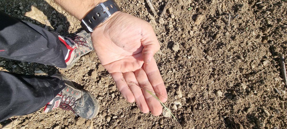 Mon ennemi qui est t'il 
Présent dans ma main et en arrière plan du tracteur on le voit très bien au soleil
Jai profiter de ce créneau vent du nord et beau pour lui dire d'aller voir ailleurs 
#devinettedujour #Agriculture #FrAgTw #ihforever