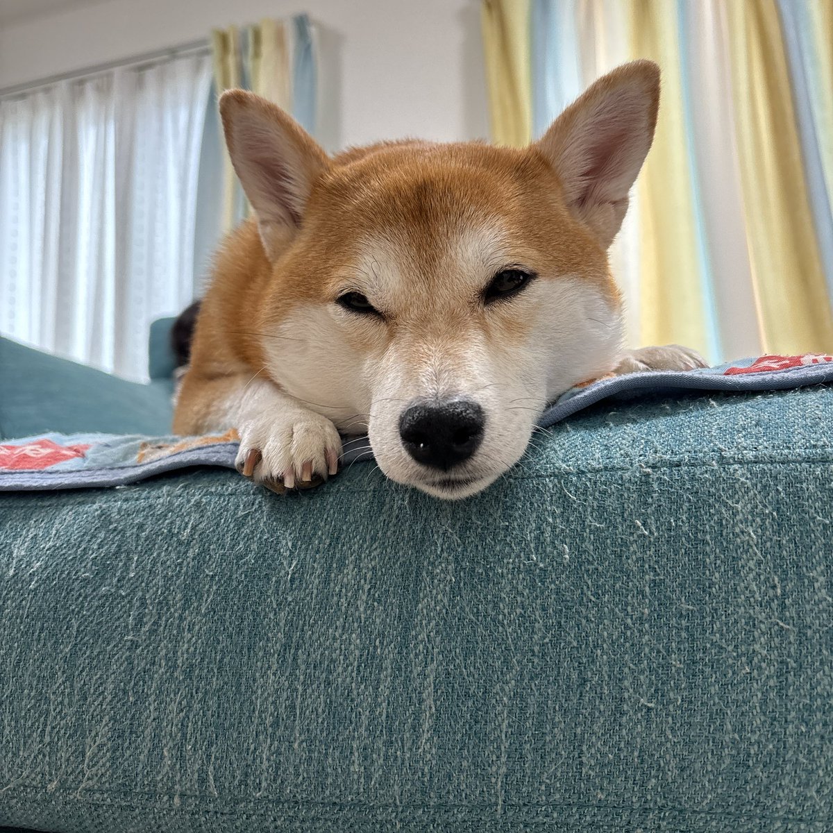 KoMacHi_1809's tweet photo. シバのおきて先程見終わって
可愛いしかない🥹普段ドラマ録画してと
言わない飼い主1号がこれは消さないでとw
そして、2号も消すつもりなかった👏
このドラマで柴の人気がもっと出る���感🩷

うちの子も可愛いので是非に笑

#柴犬が好きすぎるで使っていいよ 
#豆柴小町 #豆柴のいる暮らし https://t.co/qKOu8heVu7
