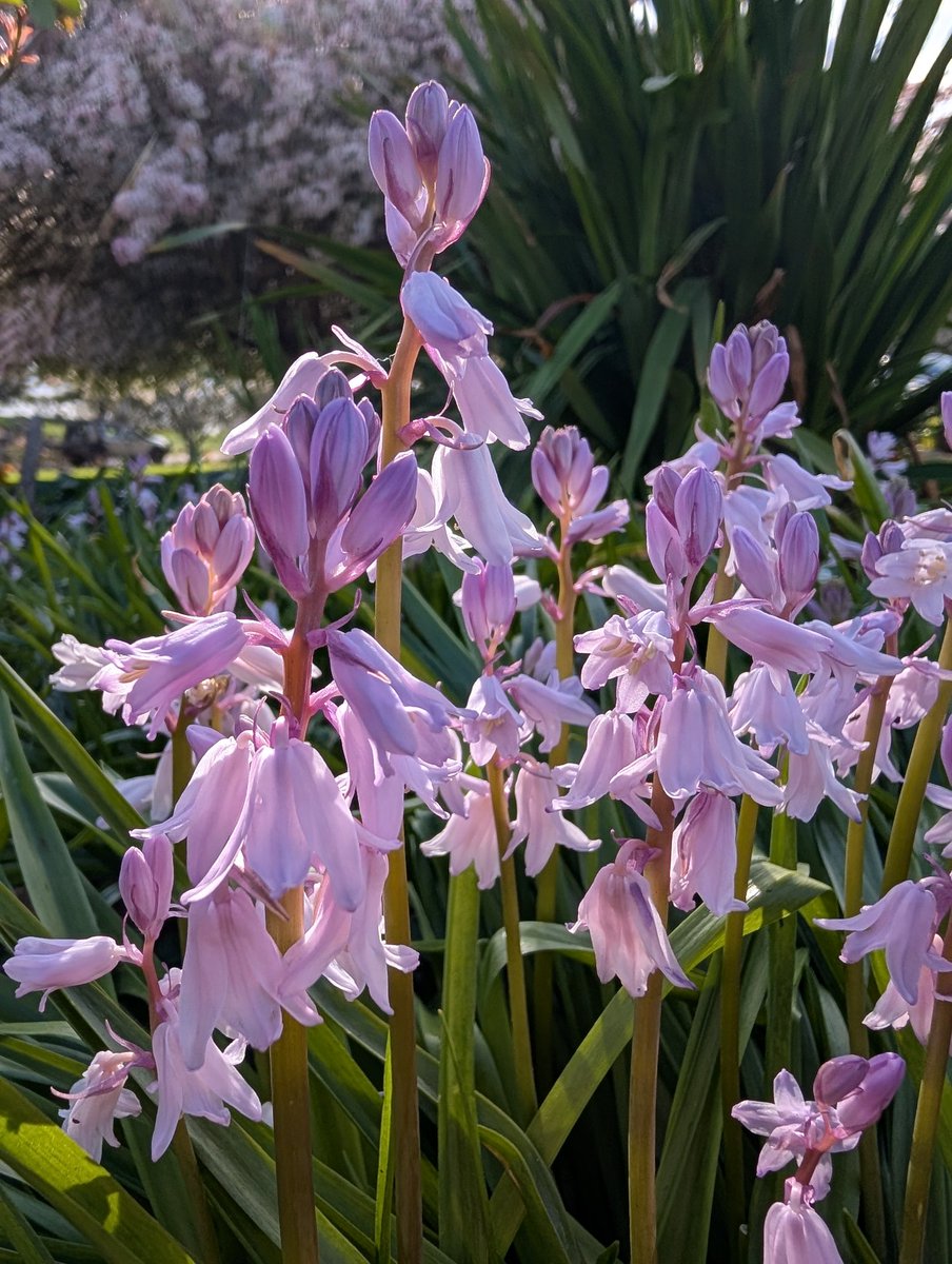 Bundogs's tweet image. A few things that caught my eye today at work #heritagegarden #springbulbs #weirdweather