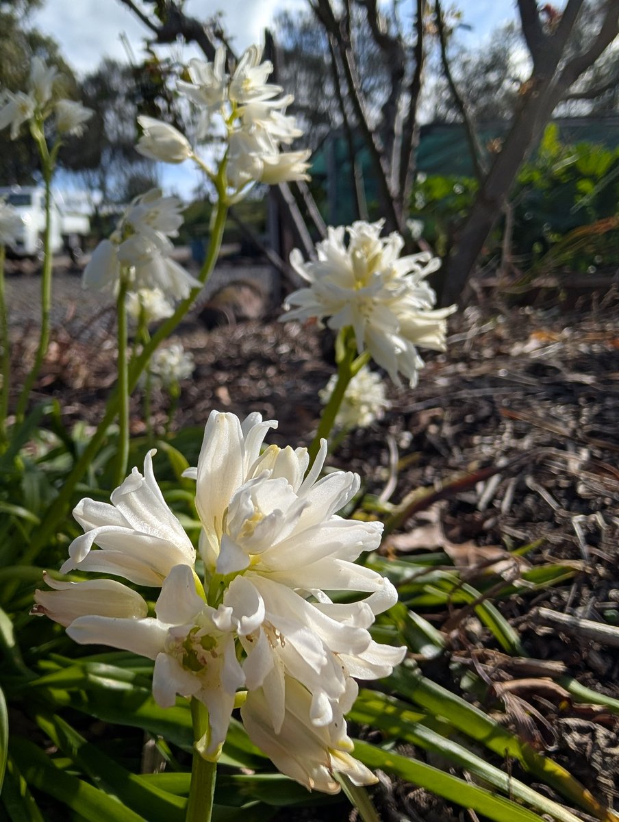 Bundogs's tweet image. A few things that caught my eye today at work #heritagegarden #springbulbs #weirdweather