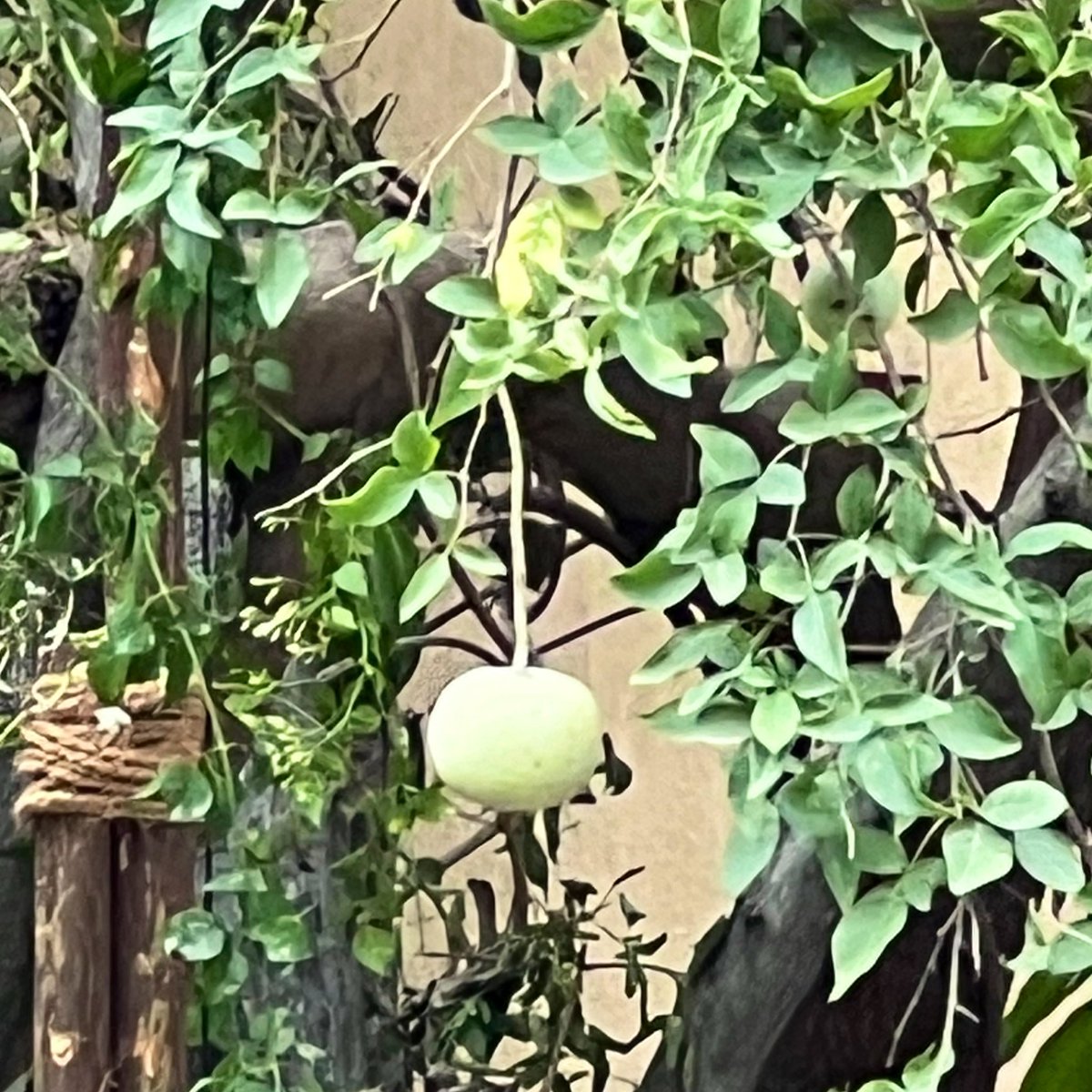What fruit is this? Anyone knows?