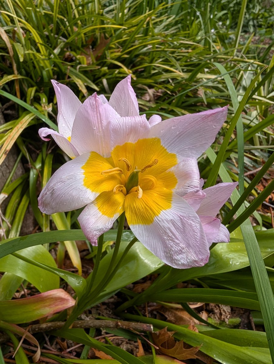Bundogs's tweet image. A few things that caught my eye today at work #heritagegarden #springbulbs #weirdweather