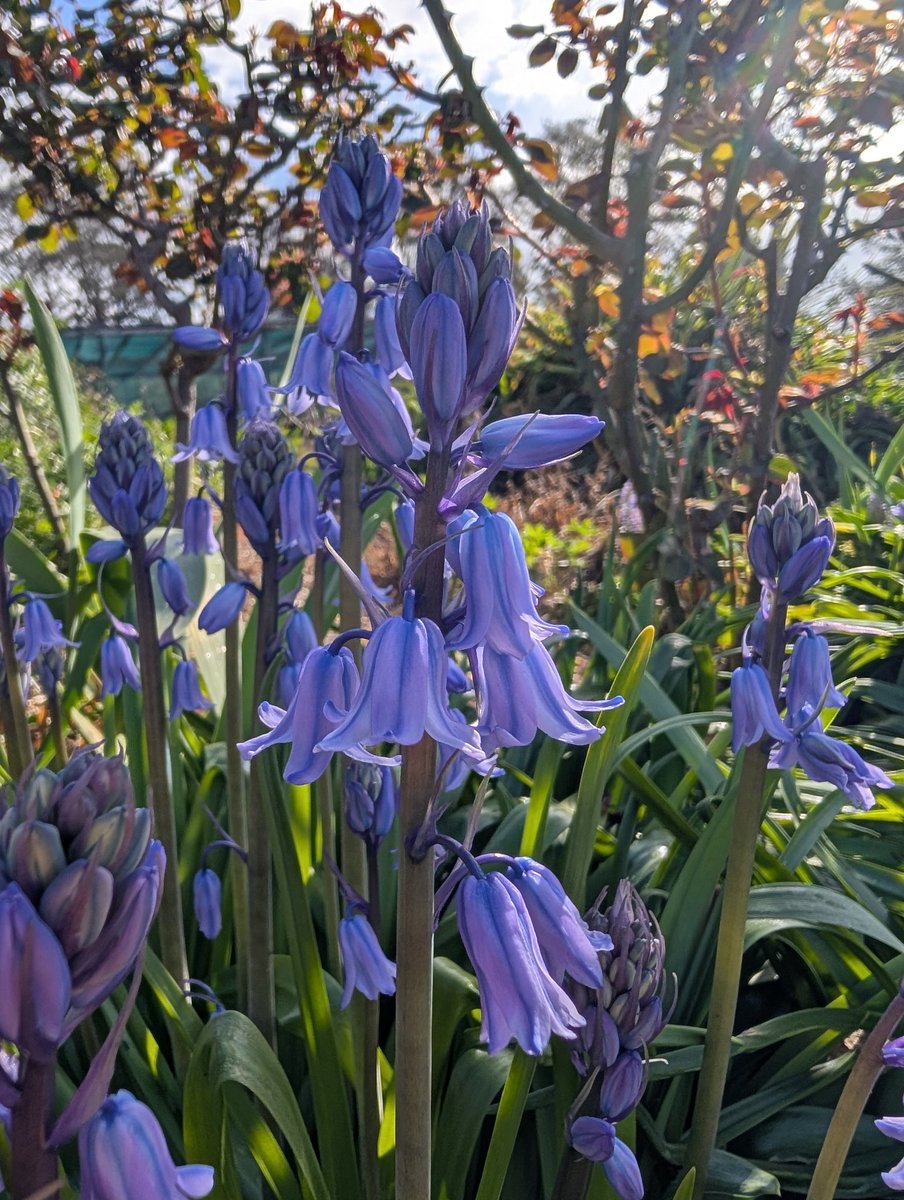 Bundogs's tweet image. A few things that caught my eye today at work #heritagegarden #springbulbs #weirdweather