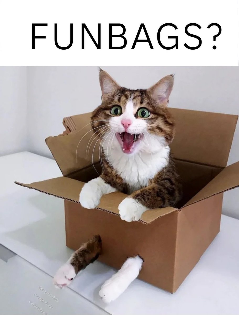 GuestReddit's tweet photo. Boobs. #cat #meme https://t.co/RBpdRGjiE6