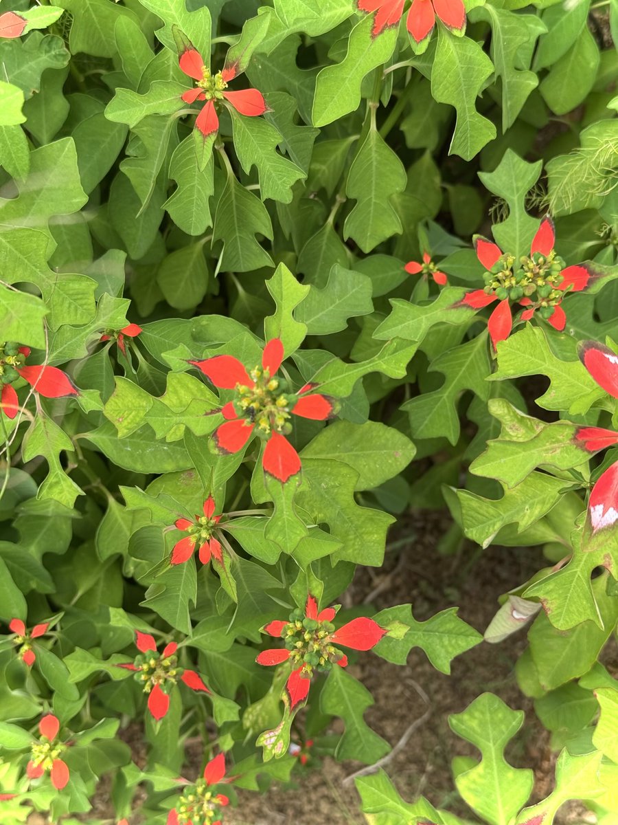 Abdul_Monem tweet media