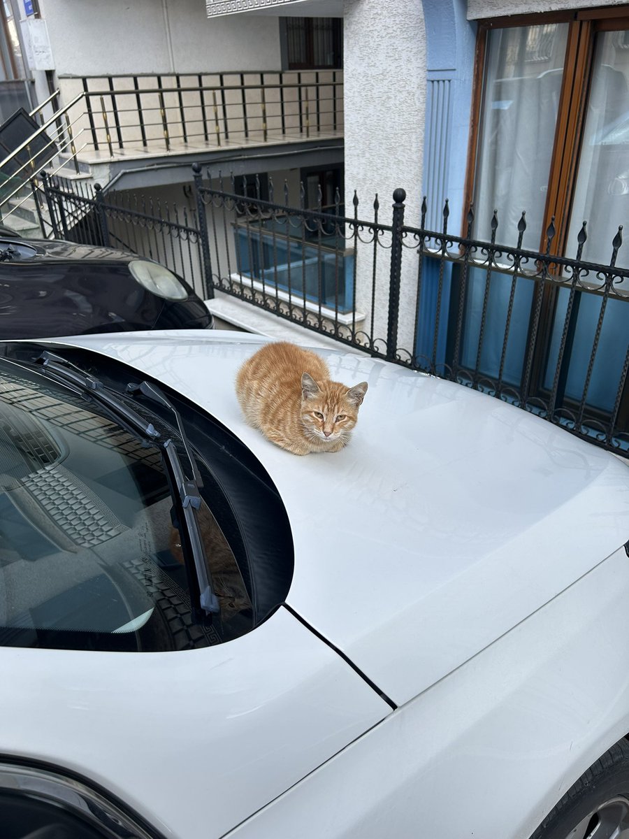 Günaydın sabah sabah aracıma kondu bu ponçik:)