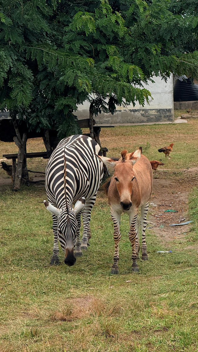 Bodai, Garissa County. A #Grevy’s zebra that gave birth to a rare Zonkey. #Kenya never runs out of surprises.