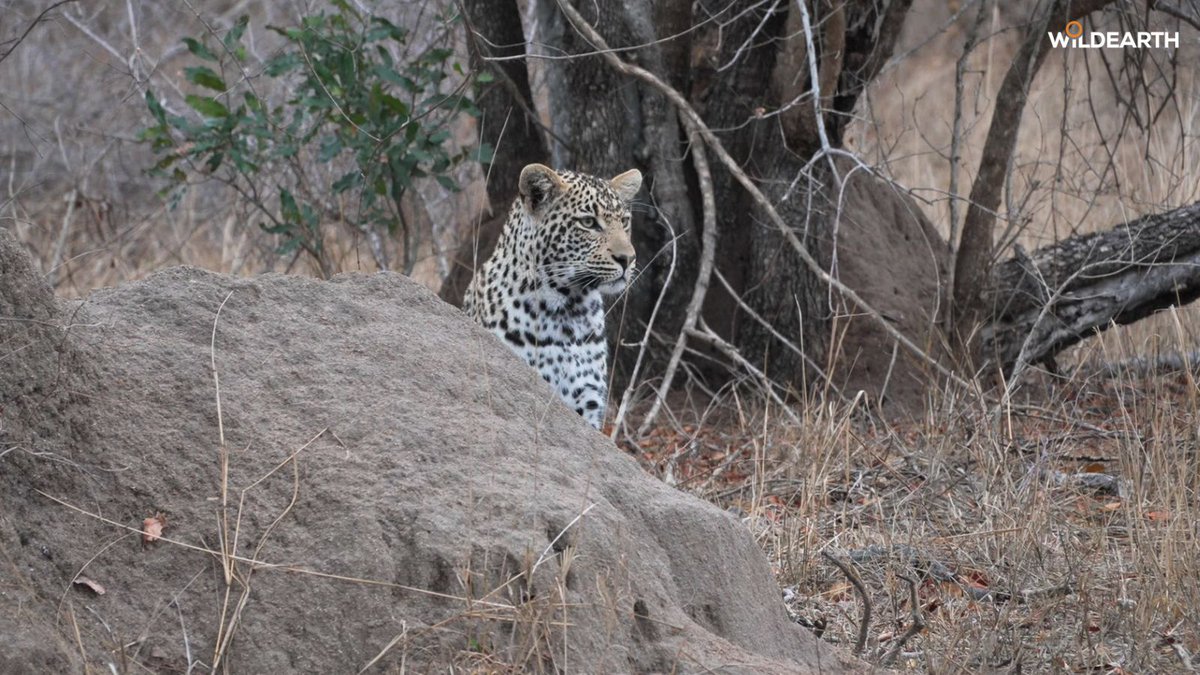 WildEarth tweet media