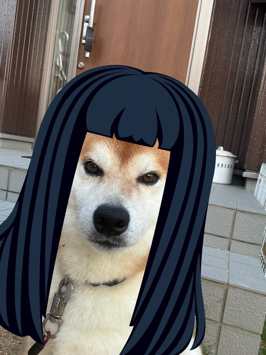 柴犬ティーくん＆パパ (@O3mtY3AYytd1wzu) / X