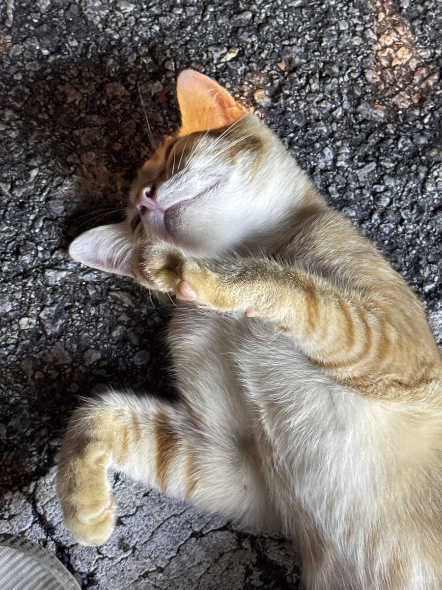 偶遇一只性格超好的小喵～