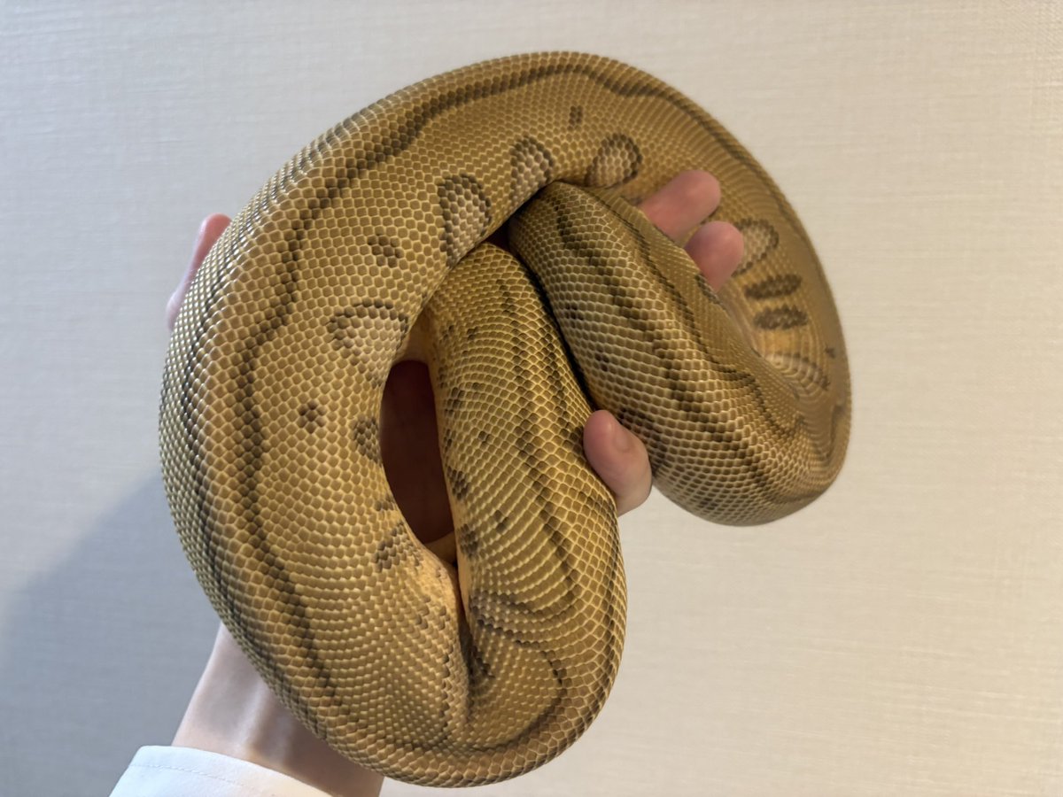 Reptiles_gp's tweet image. 脱いだね