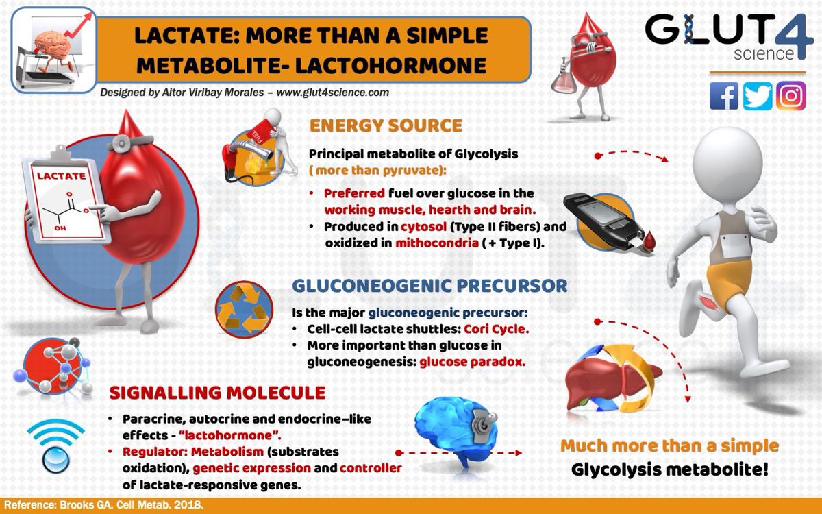Lactate, much more than a metabolite.

- Energy source - preferential fuel for working tissues (e.g. exercising muscle).
- Major gluconeogenic precursor.
- Hormone-like signaling molecule -> metabolic regulator.

In 2025, years after Brooks &amp; others’ work, lactate is yet unknown!
