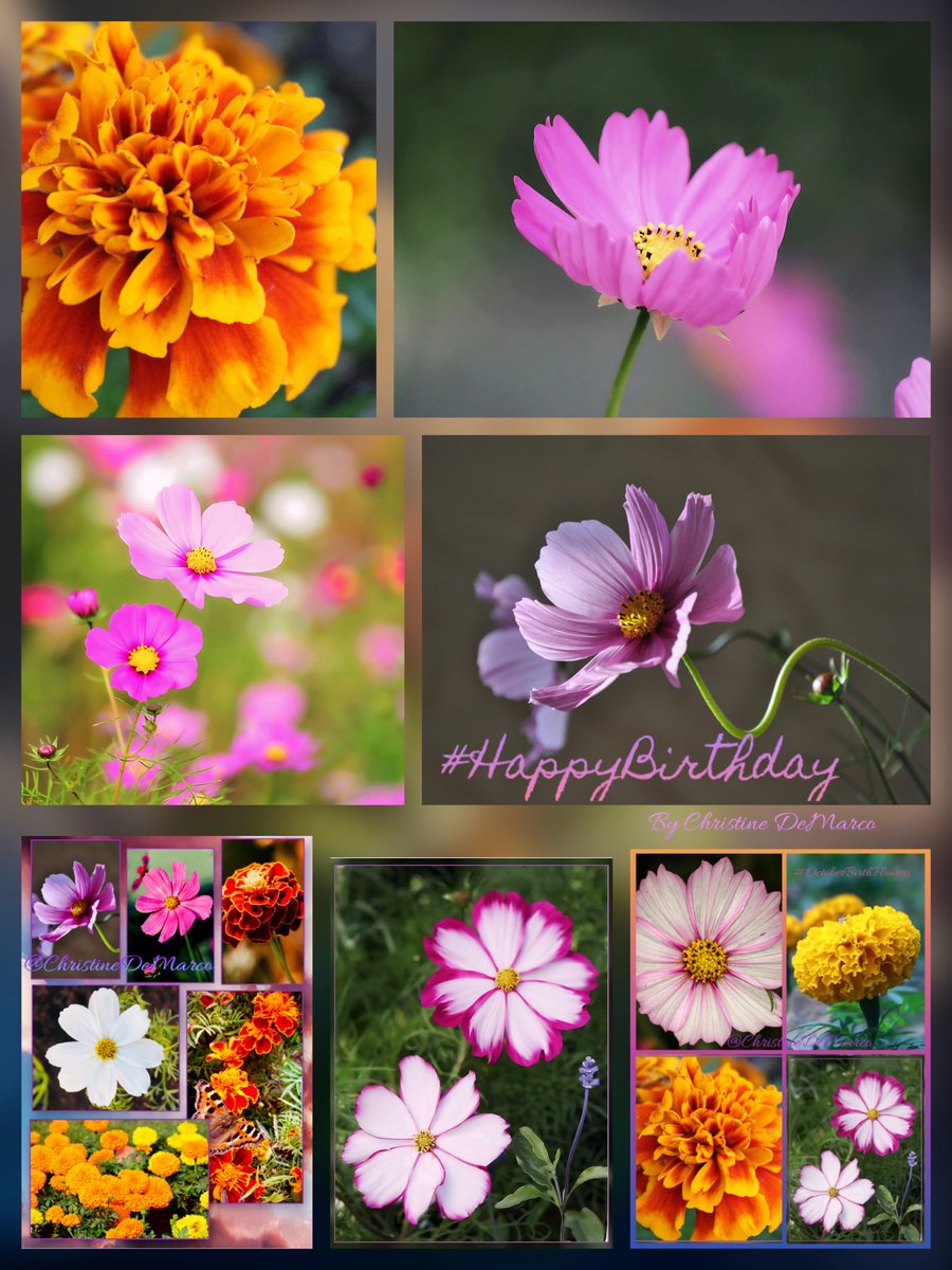 christinedemar's tweet photo. #HappyBirthday #OctoberBorn Your #BirthFlowers are Marigold & Cosmos. These flowers contrast & yet are also complementary. Marigolds represent warmth, creativity & remembrance. Cosmos symbolize harmony, order & innocence. This blends summer's passion with autumn's tranquil chill. https://t.co/YQOFSSgdaX