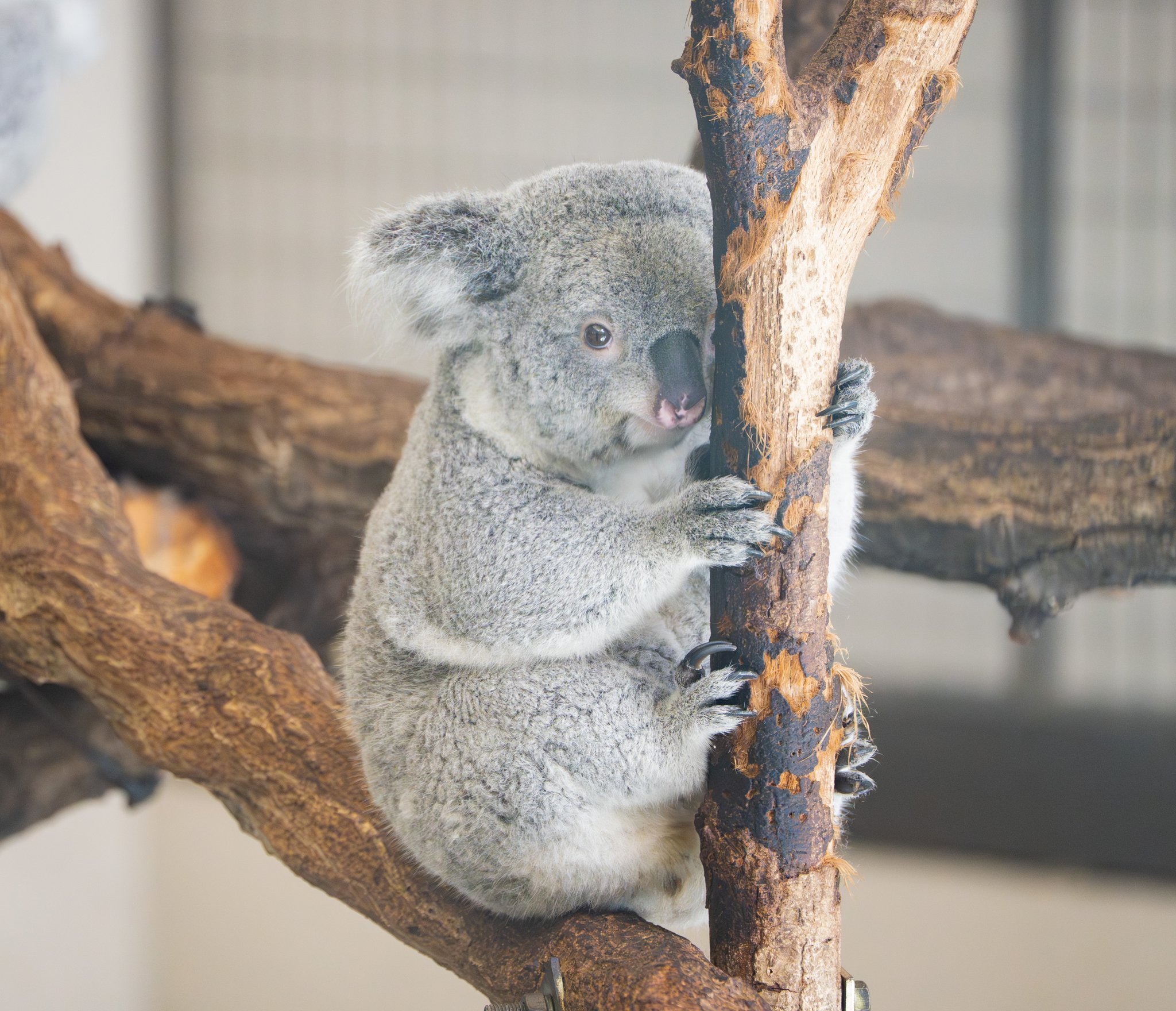 小動物の画像診断 文永堂出版 - 獣医学書・農学書を中心とした自然科学図書専門
