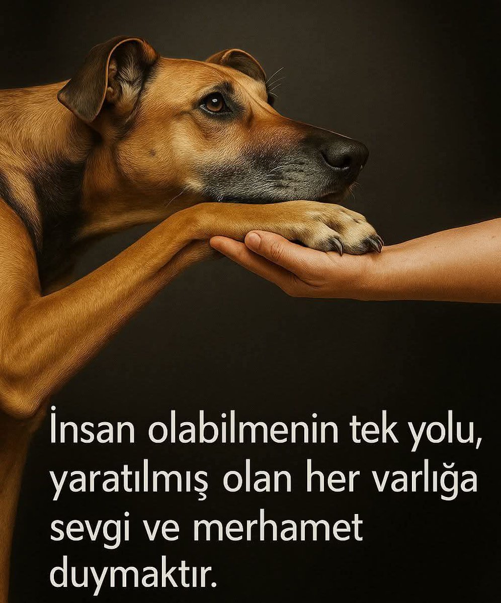 Savaş0606 (@sava060612) on Twitter photo 