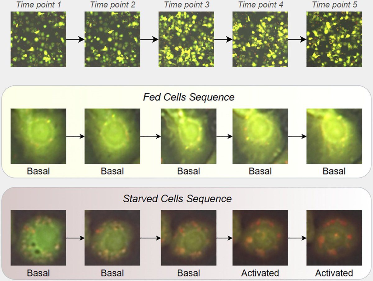 upbcampus's tweet image. #upbcampus We – the @AIMultimediaLab, coordinated by Prof. Bogdan Ionescu – were excited to share our latest research on #explainable automated analysis of #autophagy — “Explainable AI to Unveil Cellular Autophagy Dynamics”. Read the full article here: doi.org/10.1371/journa….