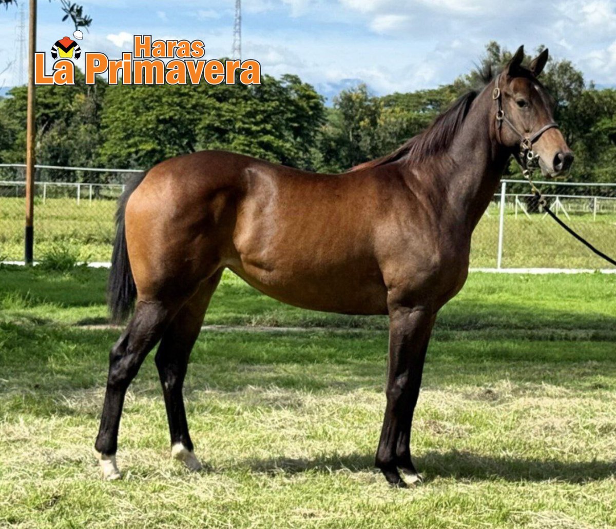 ¡El cruce que no falla! Presentamos la hermana completa de COLOSSUS, ganador del Clásico José Antonio Páez de 2022. Manchester (Water Poet) en Reina Cristal por Miner's Lamp. 😍🏇🇻🇪🔥
#Hipismo #Venezuela #SomosLaPrimavera