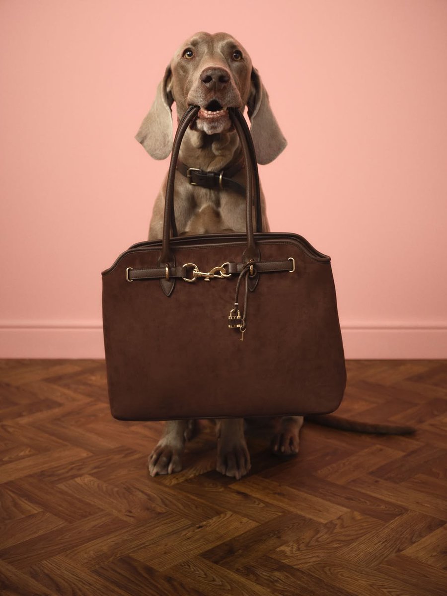 Get your paws on the accessories of the season at #NewLook #Arcades #Ashton 🐾