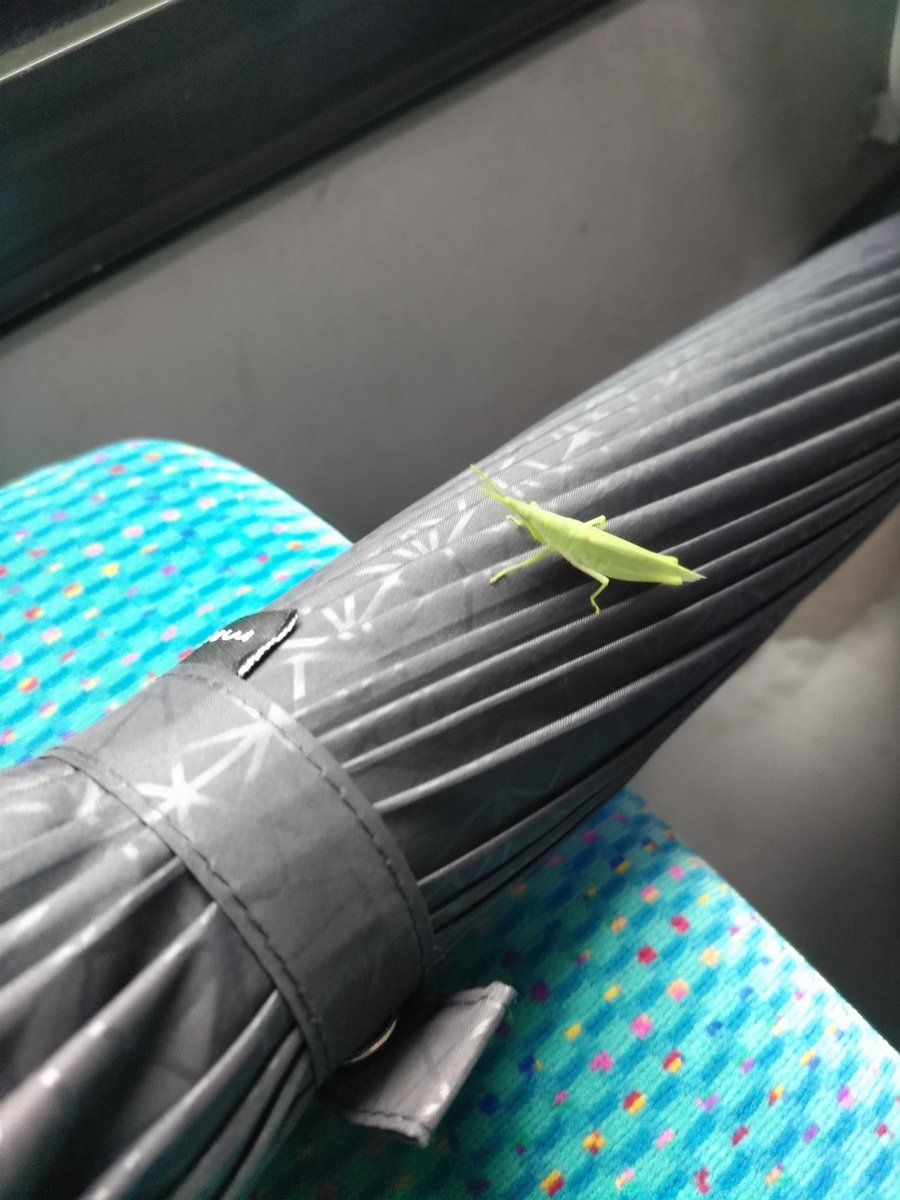 傘にバッタちゃん🦗居たまま連れて来ちまった😱
降りるまでおとなしくしてておくれよ〜
#今日から10月
#寒い
