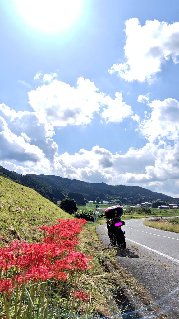 hamar888's tweet photo. 彼岸花が綺麗ですな🥀
#毎月1日は単気筒の日
#TW https://t.co/gH0j4ZKJ4L